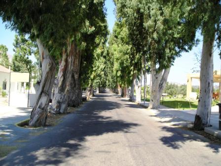 Efkalyptus street Kolymbia rhodes